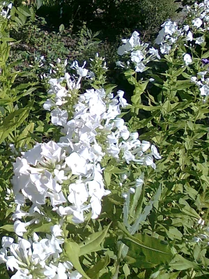 Weisse Blüten