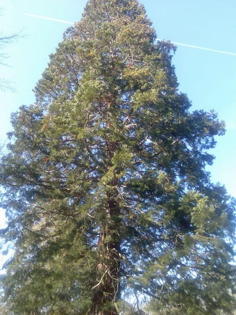 Yggdrasil der Baum des Lebens