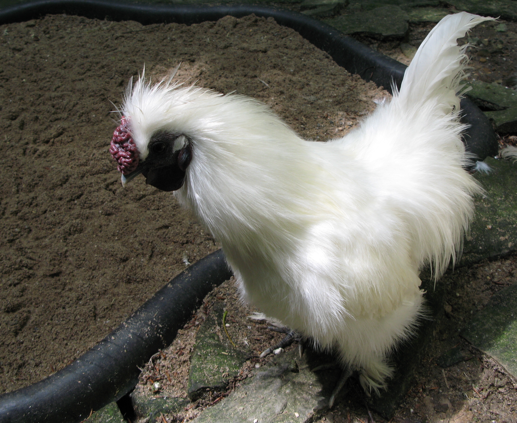 Silkie_-_hen.jpg