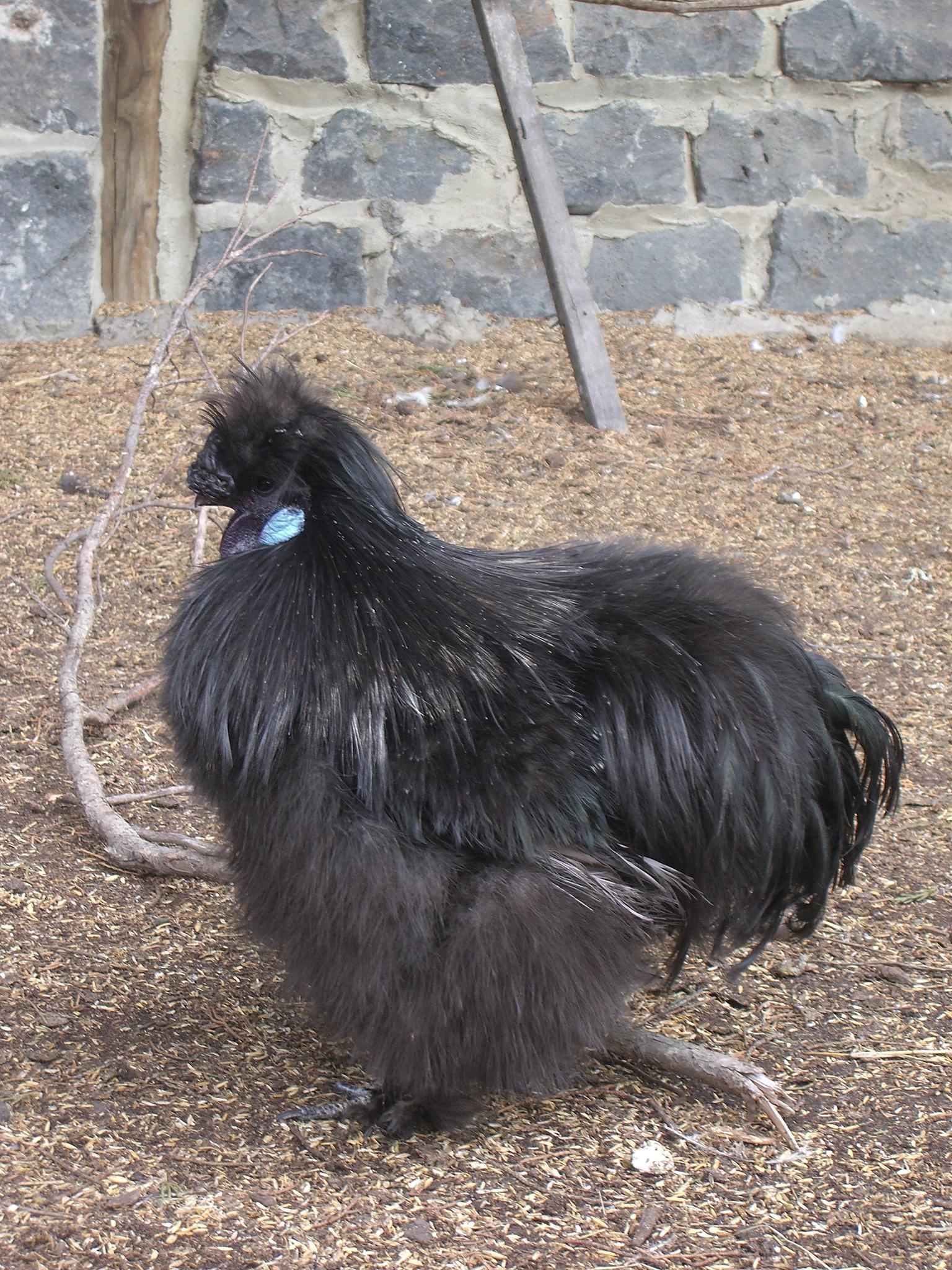 Black_Silkie-Collingwood_Children%27s_Farm.jpg