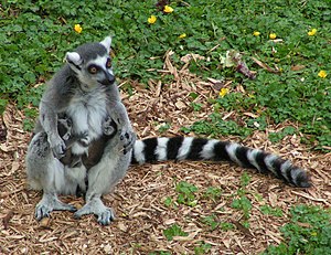 300px-Ring_tailed_lemur_and_twins.jpg