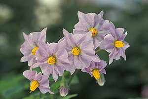 300px-Potato_flowers.jpg