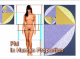 PhiHumanProportion%28kl%29.png