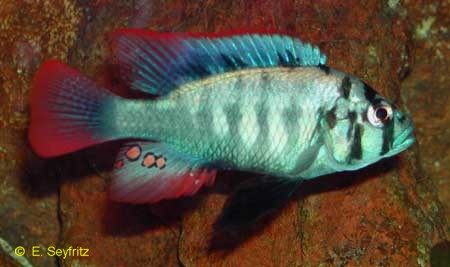neochromis-sp-entebbn.jpg