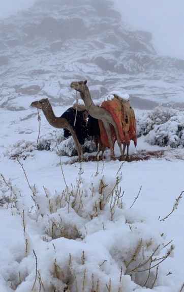 Camels-and-snow.JPG