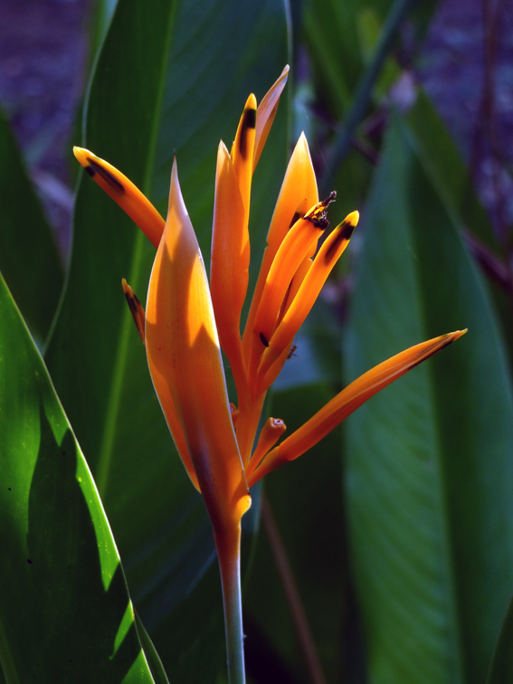 bird-of-paradise.jpg