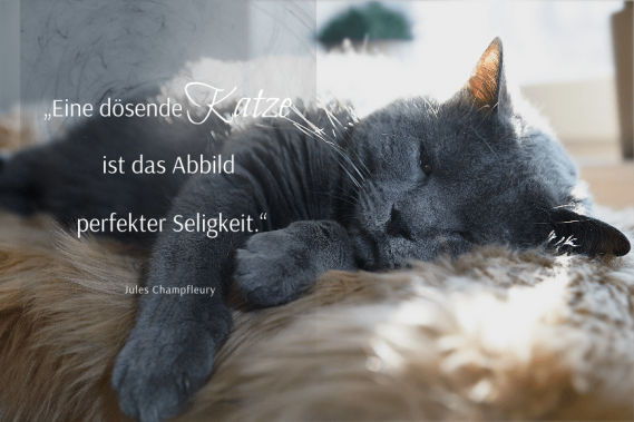 Spruchbilder-Katzensprueche-Katzenweisheiten-Katzenzitate-Eine-doesende-Katze-569x379.png