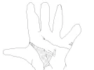 links.webp