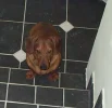 Pluto_Fruehjahr_2005.webp