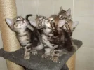 BABYS7.webp