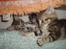 BABYS3.webp