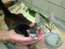 TIERHEIM5.webp