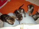 BABYS2.webp
