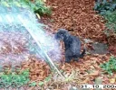 Der Naturgeist.webp