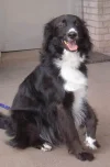 fido.webp