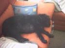 Daisy Sofa.webp