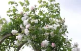 Juni2005 003.webp