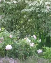 Juni2005 008.webp