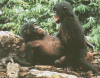 Bonobos Sex.gif