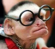 der Affe ist schon ziemlich eitel,von der Brille bis zum Scheitel.webp