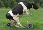 Wartets ab,in ein paar Jahren wird sie mit dem Auto fahren..webp
