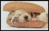 hot_dog.webp