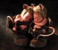 süssebabys.webp