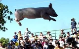 Porky.webp