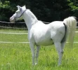 pferd.webp
