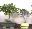 Bonsai.webp