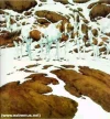 optical_illusion_2.webp