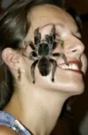 vogelspinne-gesicht.webp