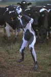 kuh2.webp