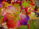 coloured leaves.webp