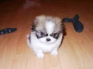 if%20looks%20could%20kill_small.webp