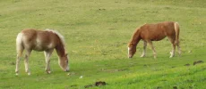 Fohlen1d.webp