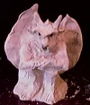 gorgol.webp