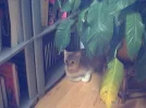 Tobi bei den Blumen.webp