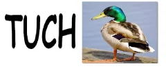 tuchente.webp