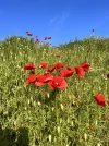 IMG_9618.jpeg