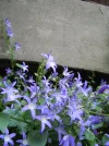 1687094247394.webp