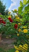 WhatsApp Image 2023-06-18 at 16.05.11 (3).webp