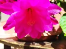 IMG_20230705_155331.webp