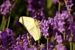 _IMGP8688k.webp