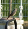 Rotschwänzchen.webp