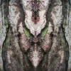 tree.webp