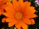 orange.webp