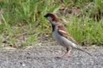 _IMGP9296cropt.webp