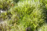 Moos Makro.webp
