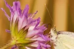 _IMGP9170cropt.webp